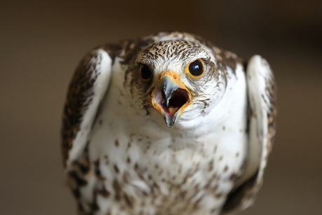 Roofvogel