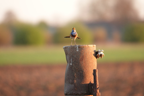 Als daar geen vrouwtje op af komt, dan weet ik het niet meer...