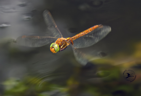 Op jacht (vr0oege glazenmaker)