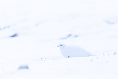 Alpensneeuwhoen in de sneeuw