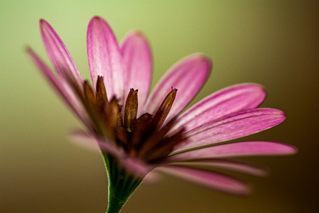 spaanse margriet