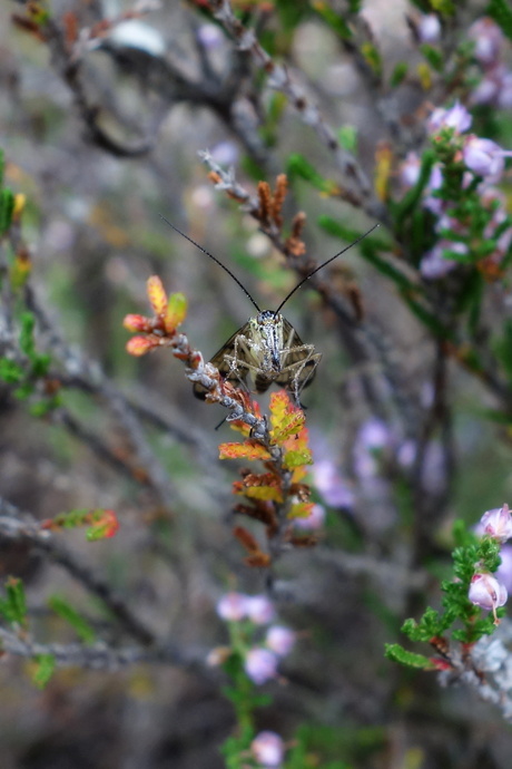 Schorpioenvlieg op de hei