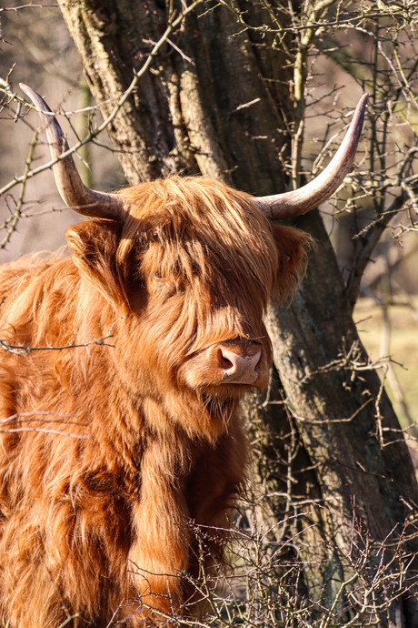 Schotse Hooglander