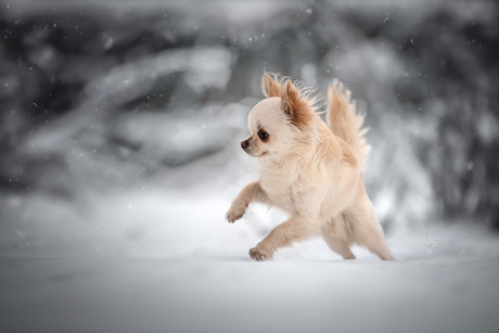 Chihuahua Captain in de sneeuw ❄️ 
