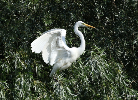grote zilverreiger