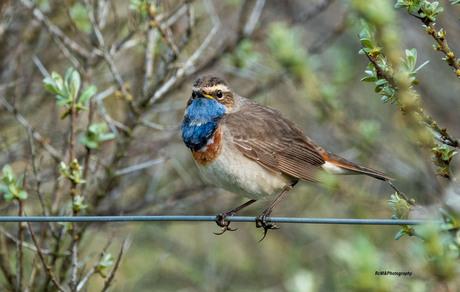 De blauwborst.