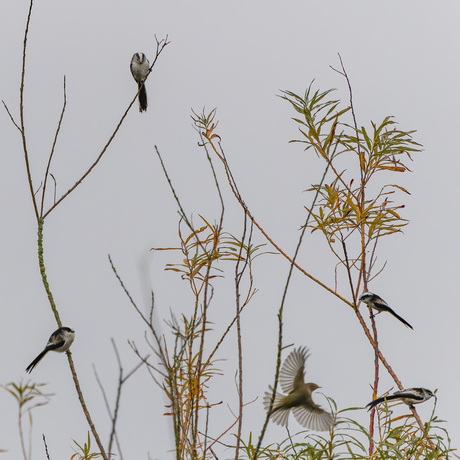 4 Staartmezen en een Tjiftjaf