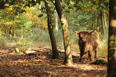 Schotse Hooglander