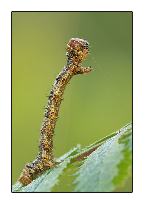 Rups van een spanner