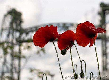 Poppies in the city