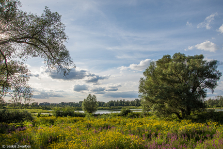 Landschap in Millingerwaard