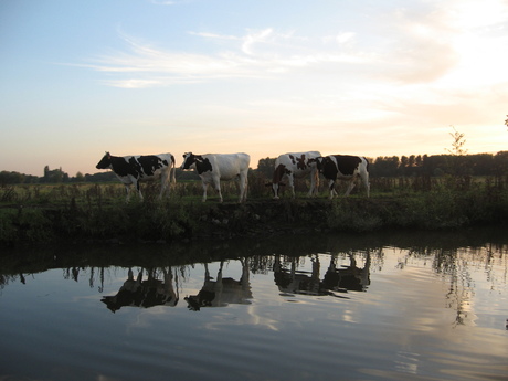 Koeien aan de Leie