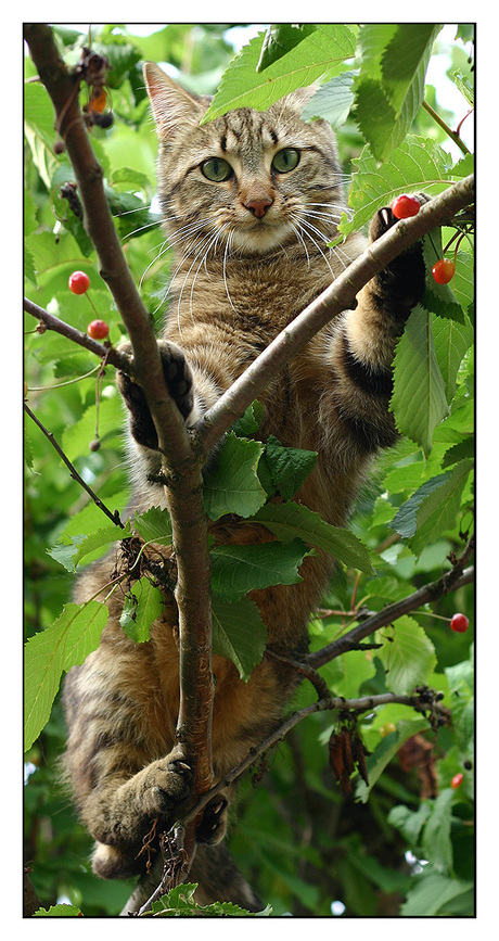 Kat in de boom