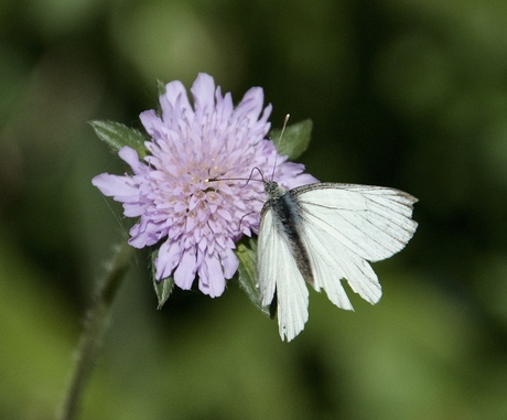 Klein geaderd witje. 