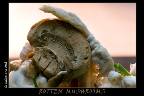 Rotten mushrooms
