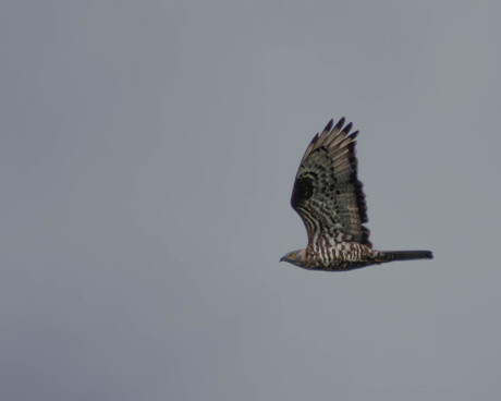 Wespendief op doortrek