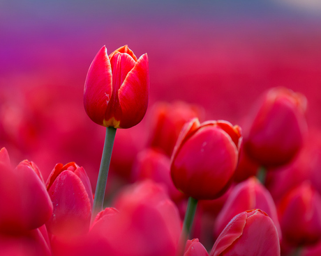 Texel Tulips