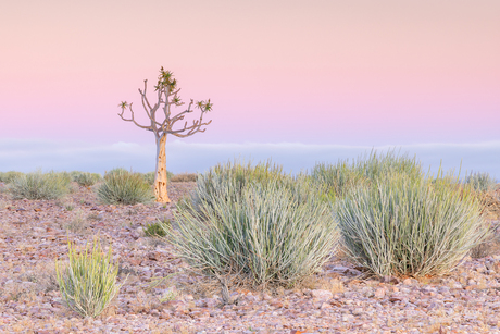 Quiver Tree at Sunrise!
