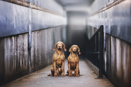 Lijnenspel in blauw en goud