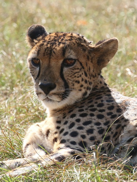 Cheeta in het zonnetje