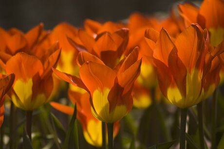 Keukenhof