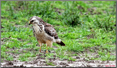 Blonde buizerd.