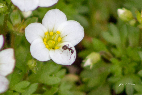 mier op kleine bloem