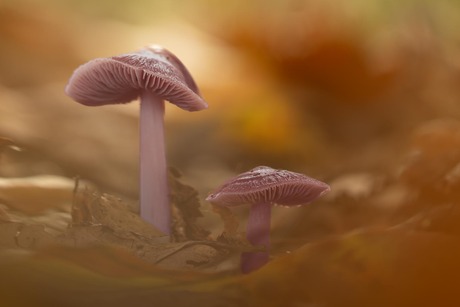 Heksenschermpje in het bos.