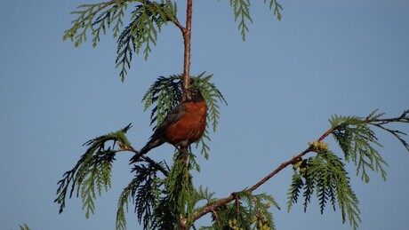 Roodborstlijster / American robin / Turdus migratorius