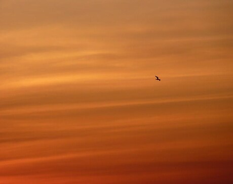 Torenvalk bij zonsondergang