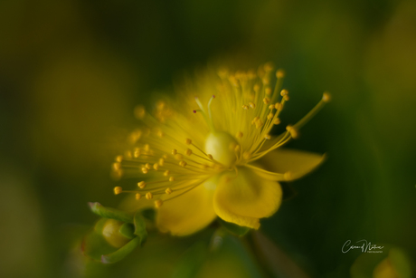 Hypericum.