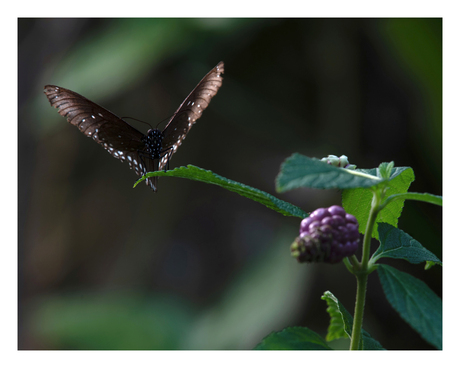 Oleandervlinder voor de duik