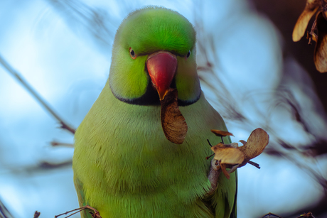 Wilde Halsband Parkiet Close Up