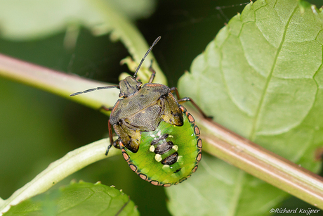 Zuidelijke groene schildwants (Nezara viridula)