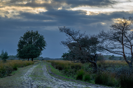 landweggetje in de vroege avond
