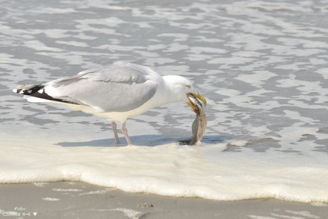 Meeuw met Schol 