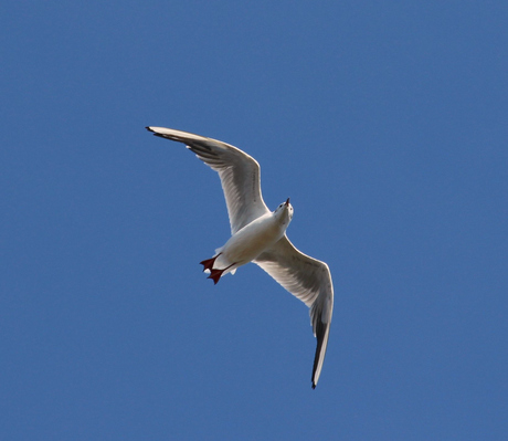 Mouette.
