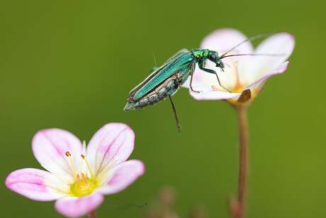 Hele kleine beestjes