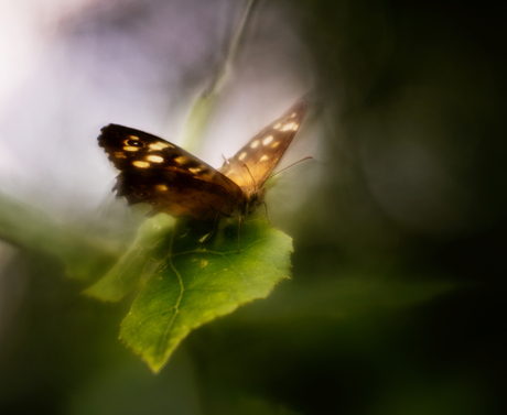 In het licht 