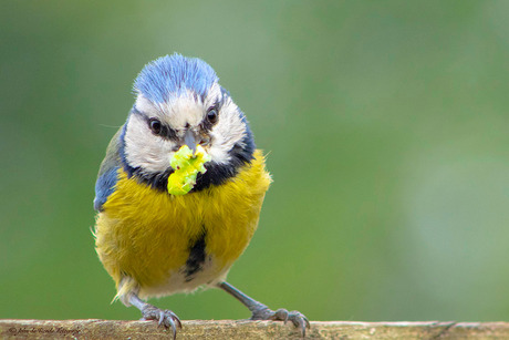 Pimpelmees in de tuin Haarsteeg