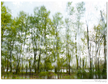 Forest Magic 'Moving Trees'