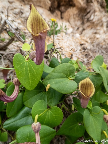 Aristolochia sempervirens ook bekend als pijpbloem