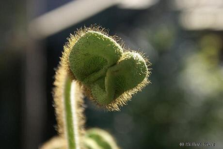 Papaver Papadichtbij