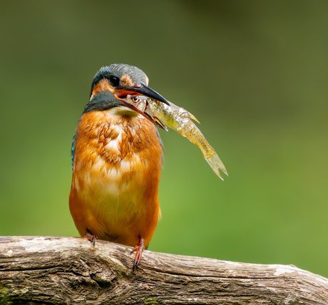(ijsvogel) wat zou die vis denken 😁