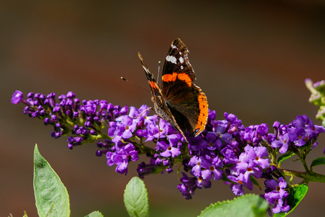 Vlinder in de tuin