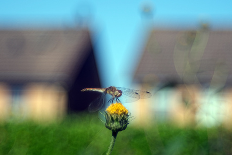 Dragonfly