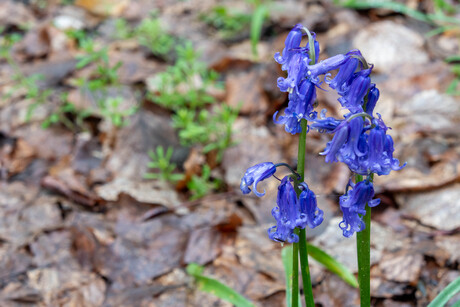 Haller bos