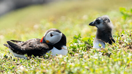 Puffin met Puffling