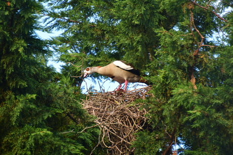 Gans op nest in boom