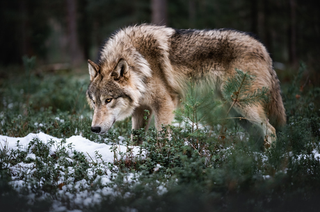 Wolfhond Ares op onderzoek uit in de wildernis